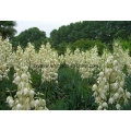 Yucca Extract Yucca Smalliana Extract 30% Sarsaponin